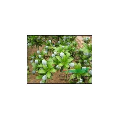 紅楓種子，梅花種子，紅葉石楠種子，梅花種子