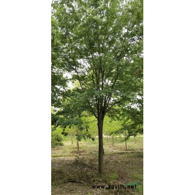 浙江湖州地區(qū)娜塔櫟