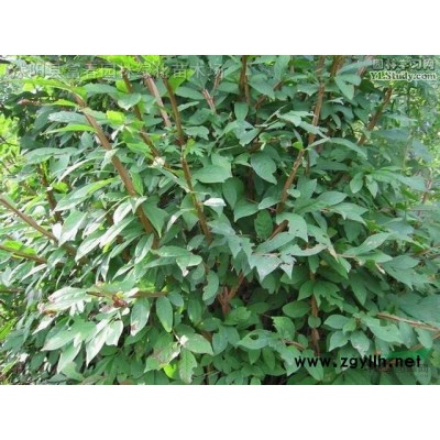 娜塔櫟小苗紅橡樹 工程家具樹苗彩葉樹 紅葉橡樹 量大價優