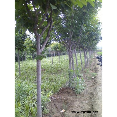 小葉黃楊、金邊黃楊、紅葉小波、小葉女貞、紅王子錦帶、紅葉石楠