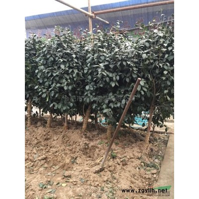 2018年安徽娜塔櫟二公分至十五公分新報價