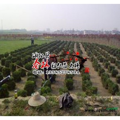 批發(fā)新采瓜子黃楊種子小葉黃楊金邊黃楊大葉黃楊冬青種子衛(wèi)矛種子行情報(bào)價(jià)\批發(fā)新采瓜子黃楊種子小葉黃楊金邊黃楊大葉黃楊冬青種子衛(wèi)矛種子圖片展示