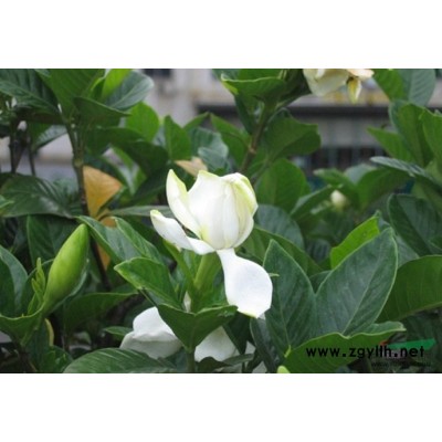 大葉黃楊金邊黃楊豆辧黃楊