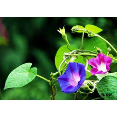 安徽金邊黃楊5*新報價/金邊黃楊5圖片