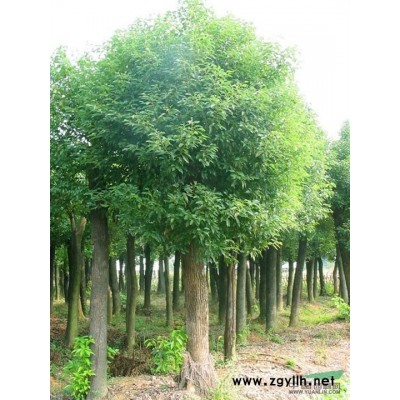 浙江金邊黃楊 蕭山金邊黃楊