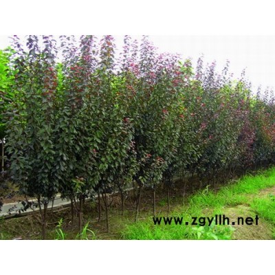 金邊黃楊、大葉黃楊