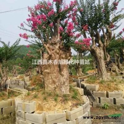 出售苗圃拆遷油茶苗