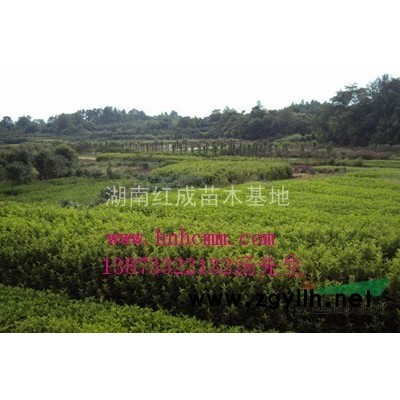 油茶苗，嫁接油茶苗，良種油茶苗，*新品種油茶苗