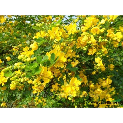 出售香樟熟貨、欒樹苗、桂花、紅葉石楠、紅葉楊、重陽木、枇杷等