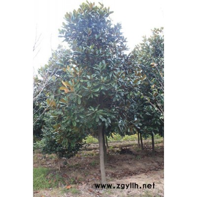 法國冬青(珊瑚)、木槿、意楊