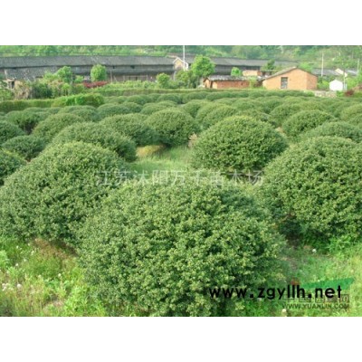 冬青、龜甲冬青、法國冬青、冬青圖片、冬青價格、冬青產地