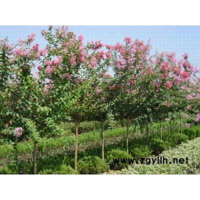 法國冬青、闊葉十大功勞、茶梅