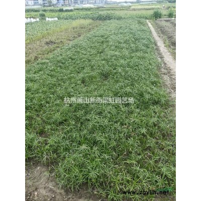 金邊黃楊杯苗，2022年杯苗，蕭山苗木