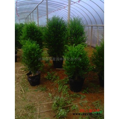 供應鳶尾 金葉女貞金邊黃楊瓜子黃楊茶花八角金盤蝴蝶蘭量大優惠