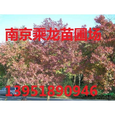 11公分娜塔櫟產地批發-12公分娜塔櫟貨源地價格