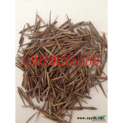 江西娜塔櫟供應優質娜塔櫟種子