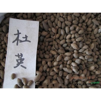 供應(yīng)娜塔櫟種子