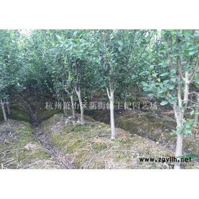 浙江金邊黃楊球*新報價/金邊黃楊球圖片