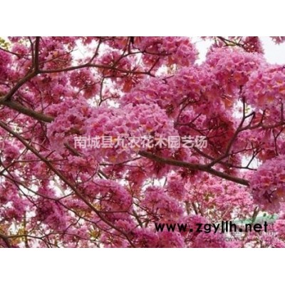 娜塔櫟小苗 基地娜塔櫟樹(shù)批發(fā)