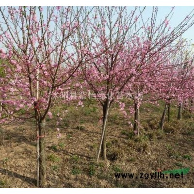 綠化苗木-金邊黃楊-工程苗 綠籬色塊用苗 小葉黃楊-大葉黃楊