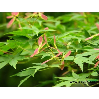 合肥紅葉石楠苗木基地【專業培育設備】合肥紅葉石楠苗木 紅星