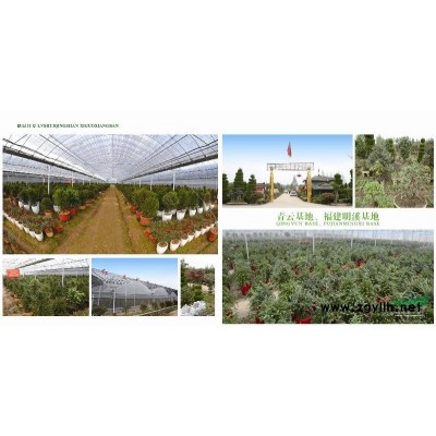 紅葉石楠、紅豆杉