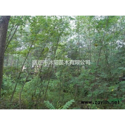 大量供應(yīng)金邊黃楊球 金邊黃楊球基地