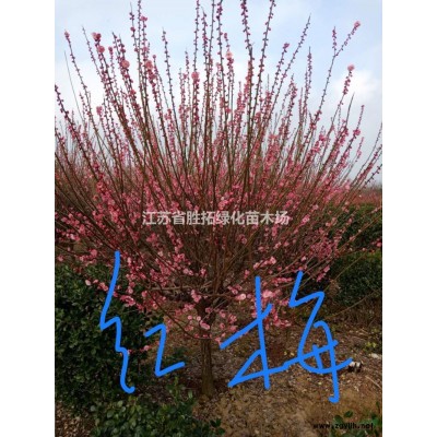 供應金葉女貞、金邊黃楊、紅葉小波、海桐、大葉黃楊、小葉黃楊