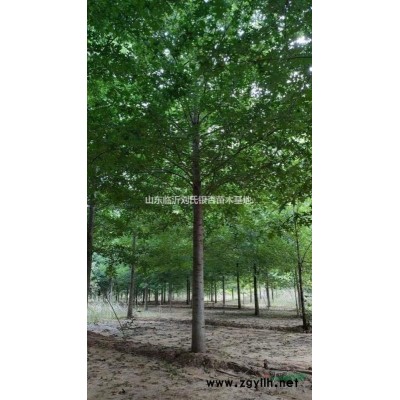 12公分精品娜塔櫟360元上車