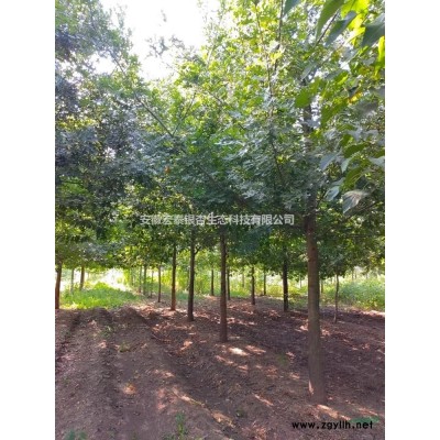 娜塔櫟  7公分—14公分