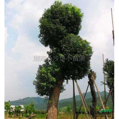 金邊黃楊圖片\金邊黃楊報價