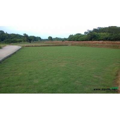 金邊黃楊行情報價\金邊黃楊圖片展示