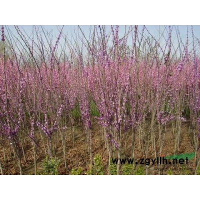 瓜子黃楊 金邊黃楊