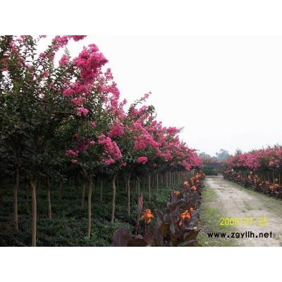 金邊黃楊、紅瑞木、、連翹、地柏 龍柏