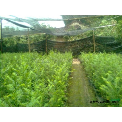 供應(yīng)油茶苗