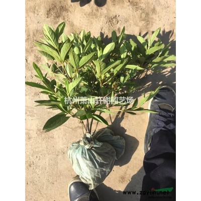 法國冬青h60-h200