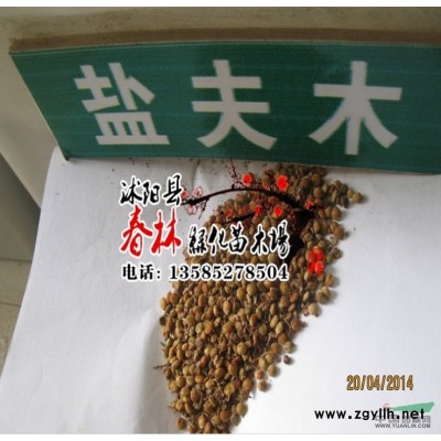 江蘇新采苗木種子 法國(guó)冬青種子 法國(guó)冬青種子批發(fā) 日本珊瑚樹(shù) 早禾樹(shù)