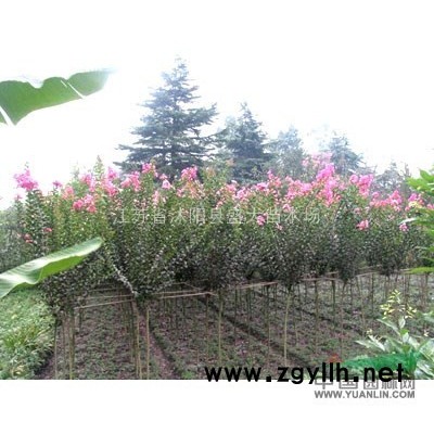 低價供應(yīng) 法國冬青 各種規(guī)格都有