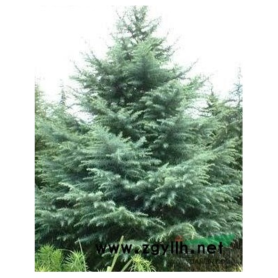 南京苗圃直銷雪松 樸樹 榔榆 紅果冬青 紅葉石楠3-4米