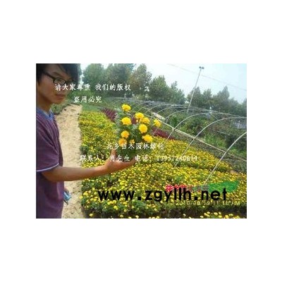 黃刺梅種子，紅葉石楠種子，胡枝子種子，火棘種子等