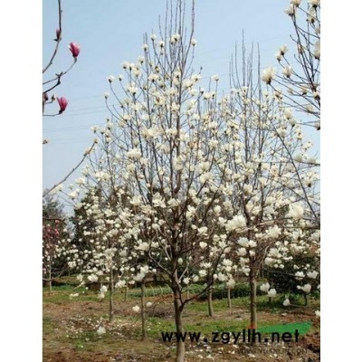 北海道黃楊-法國冬青-瓜子黃楊-金邊黃楊-金森女貞-杜鵑花