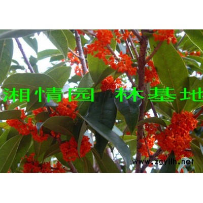 法國(guó)冬青.珊瑚.冬青