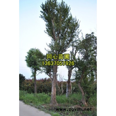 安徽*便宜桂花（1）/*便宜桂花（1）供應/安徽*便宜桂花（1）批發(fā)/安徽*便宜桂花（1）/*便宜桂花（1）供應/安徽*便宜桂花（1）供應/安徽*便宜桂花（1）/*便宜桂花（1）供應/安徽*便宜桂花（