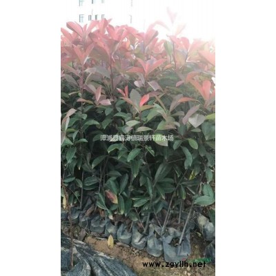 金邊黃楊 高度20以上 漳州基地直發