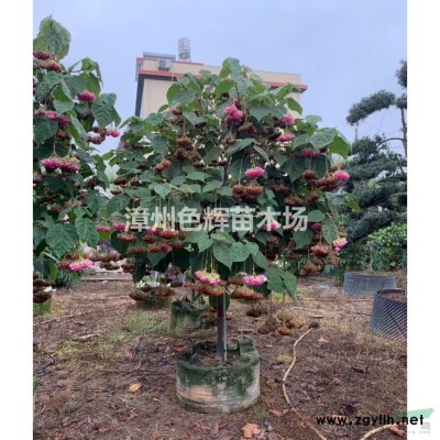 金邊黃楊杯苗地被苗報價 園林綠化金邊黃楊工程苗 四季常青