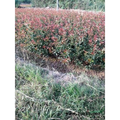 優質金邊黃楊苗，金邊黃楊苗價格