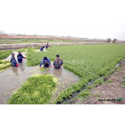 小葉黃楊，大葉黃楊，金邊黃楊，金葉瓜子黃楊