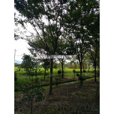 浙江長興12公分娜塔櫟介紹/特征/用途