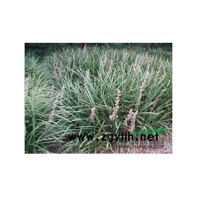 蕭山金邊黃楊柱子/球/色塊/毛球,密實漂亮,土球好