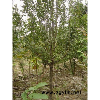 金邊黃楊、灑金柏